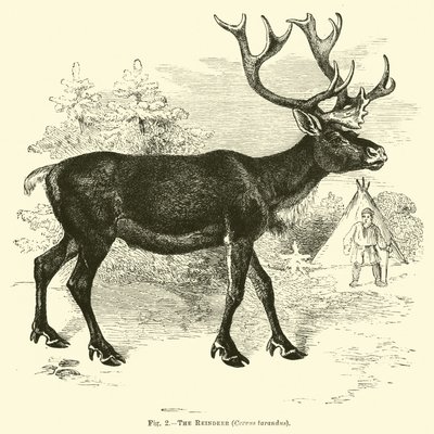 El reno, Cervus tarandus de English School