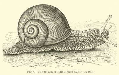 El caracol romano o comestible (Helix pomatia) de English School