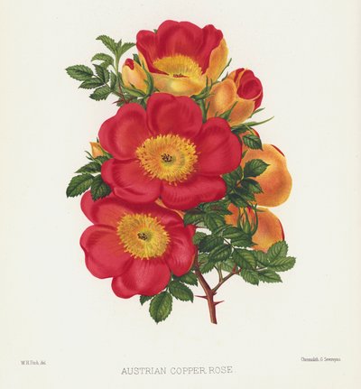 El jardín de rosas: Rosa de cobre austriaca de English School