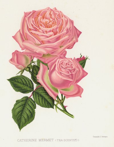 El jardín de rosas: Catherine Mermet, Té perfumado de English School
