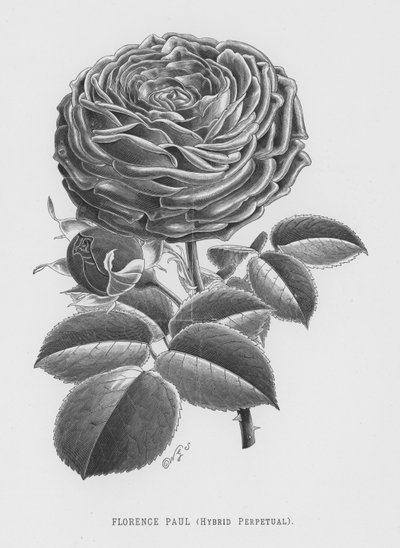 El jardín de rosas: Florence Paul, híbrido perpetuo de English School