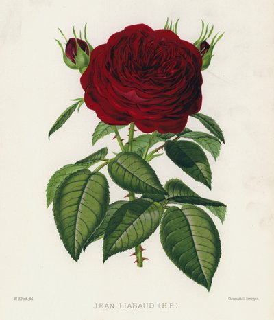 El jardín de rosas: Jean Liabaud, HP de English School