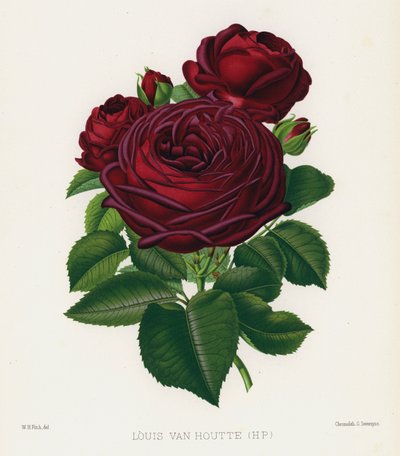 El jardín de rosas: Louis Van Houtte, HP de English School
