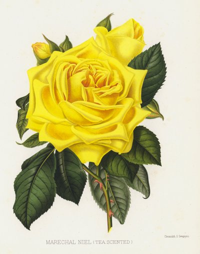 El jardín de rosas: Marechal Niel, Té Perfumado de English School