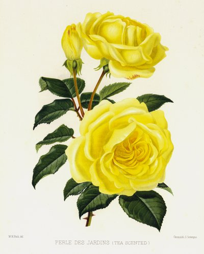 El jardín de rosas: Perle Des Jardins, con aroma a té de English School