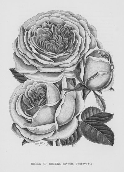 El jardín de rosas: Reina de reinas, híbrido perpetuo de English School