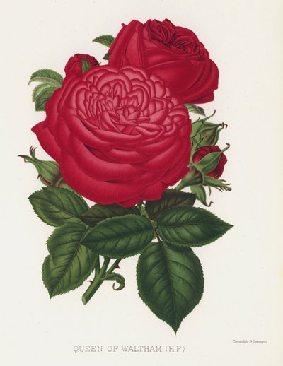 El jardín de rosas: Reina de Waltham, HP de English School