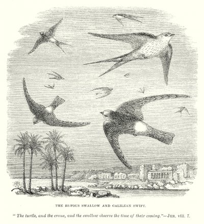 La golondrina rufo y el vencejo galileo (grabado) de English School