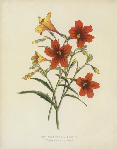La Salpiglot Escarlata, Salpiglossis Coccinea de English School