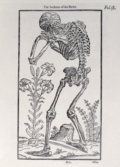 El esqueleto de la espalda, lámina de The Historie of Man publicada por John Banister (1540-1610), 1578 de English School