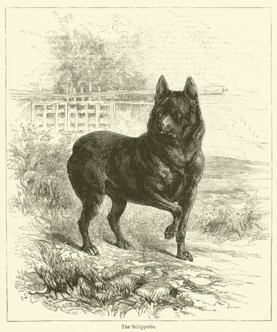 El Schipperke de English School