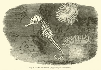 El caballito de mar, Hippocampus brevirostris de English School