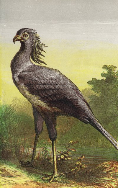 El pájaro secretario (litografía en color) de English School