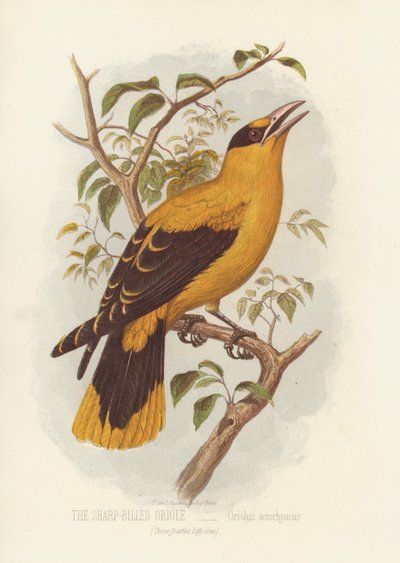 El Oriole de Pico Afilado, Oriolus Acrorhyncus (litografía a color) de English School