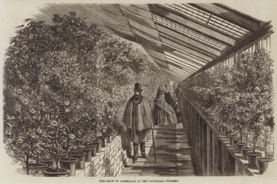 La exhibición de camelias en el vivero de Vauxhall de English School