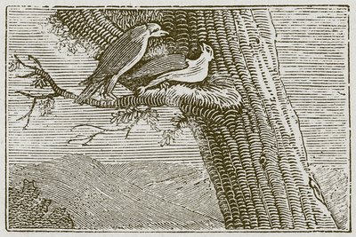 La cometa enferma (grabado) de English School