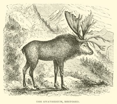 El Sivatherium, restaurado de English School