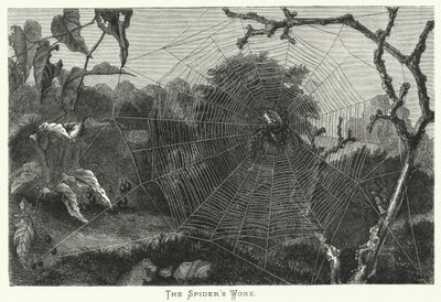 El trabajo de la araña de English School