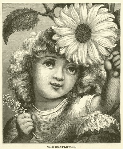 El girasol (grabado) de English School