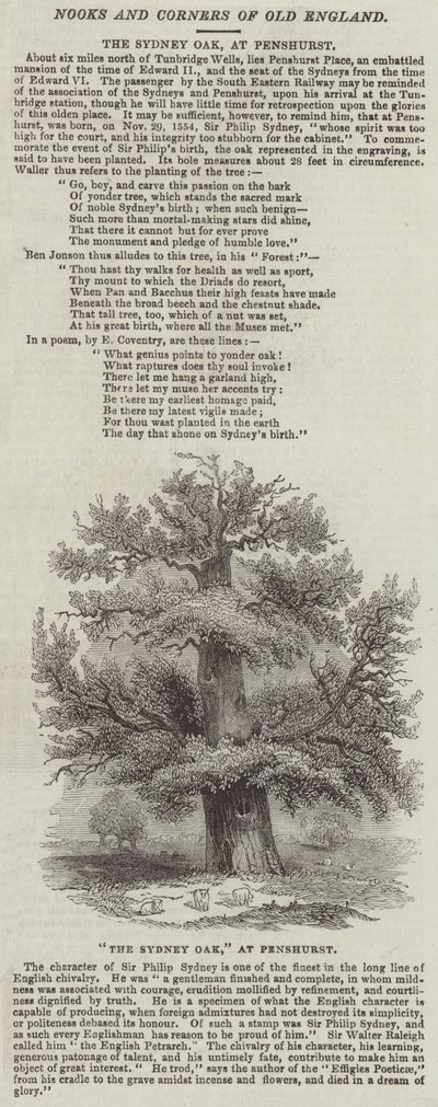 El Roble de Sídney, en Penshurst (grabado) de English School