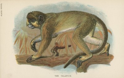 El talapoin de English School