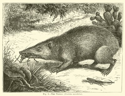 El tanrec, Centetes ecaudatus de English School