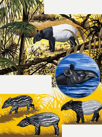 El tapir de English School