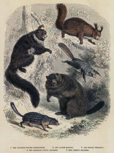 El Espermófilo de Trece Rayas, La Marmota Alpina, El Pteromys Brillante, La Ardilla Voladora Americana, La Ardilla Común de English School