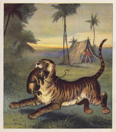 The Tiger-Cub (litografía en color) de English School