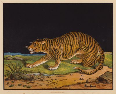 El Tigre (litografía en color) de English School