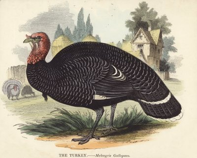 El Pavo de English School