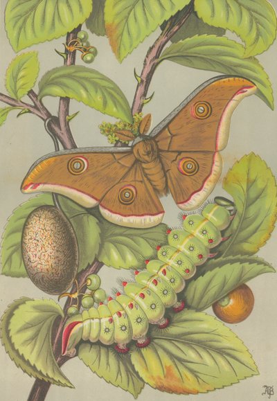 El gusano de seda Tussar de la India (litografía en color) de English School
