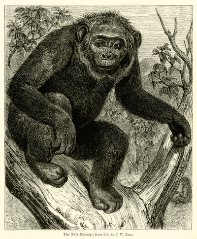 Los monos gemelos, de la vida de English School