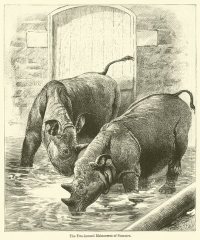 El rinoceronte de dos cuernos de Sumatra de English School