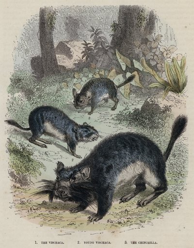 La Viscacha, Joven Viscacha, La Chinchilla de English School