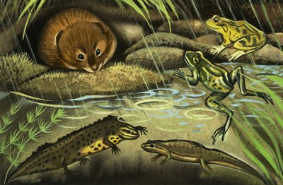 El ratón de agua de English School