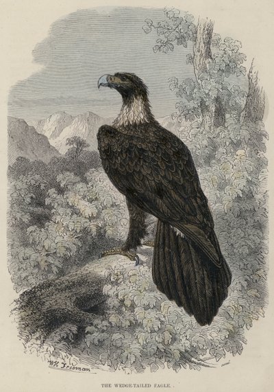 El águila de cola en cuña de English School