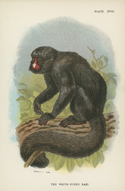 El saki de nariz blanca de English School