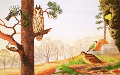 Los bosques en invierno y lo que podrías encontrar de English School