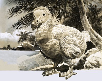 El mundo de la naturaleza: El pájaro misterioso de Mauricio (El Dodo) de English School