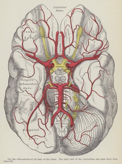 Las arterias de la base del cerebro de English School
