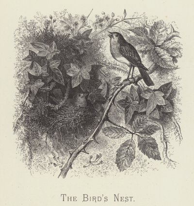 El nido de pájaros de English School