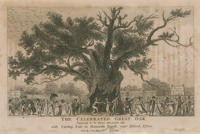 El Gran Roble célebre, se supone que tiene más de 1800 años de English School