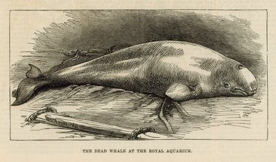 La ballena muerta en el Acuario Real de English School