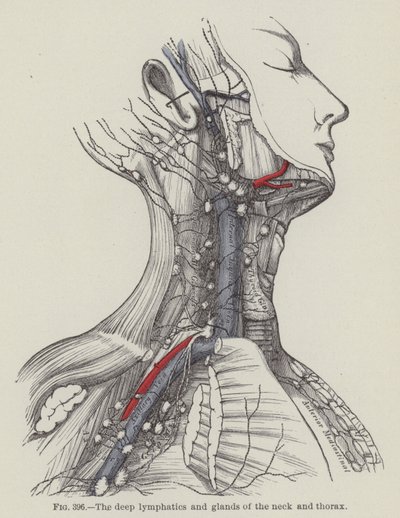Los Linfáticos Profundos y Glándulas del Cuello y Tórax de English School