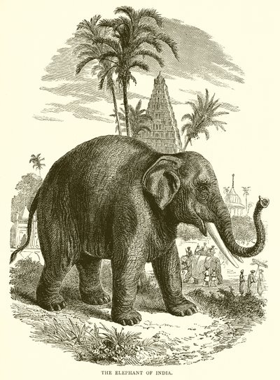 El elefante de la India de English School