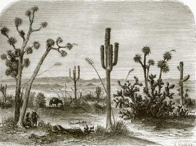 El cereus gigante de English School