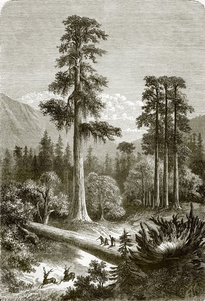 Los grandes pinos de Sonora de English School