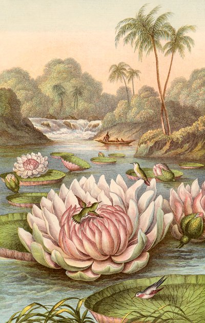 La gran nenúfar, Victoria Regia de English School