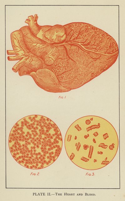 El corazón y la sangre (litografía en color) de English School